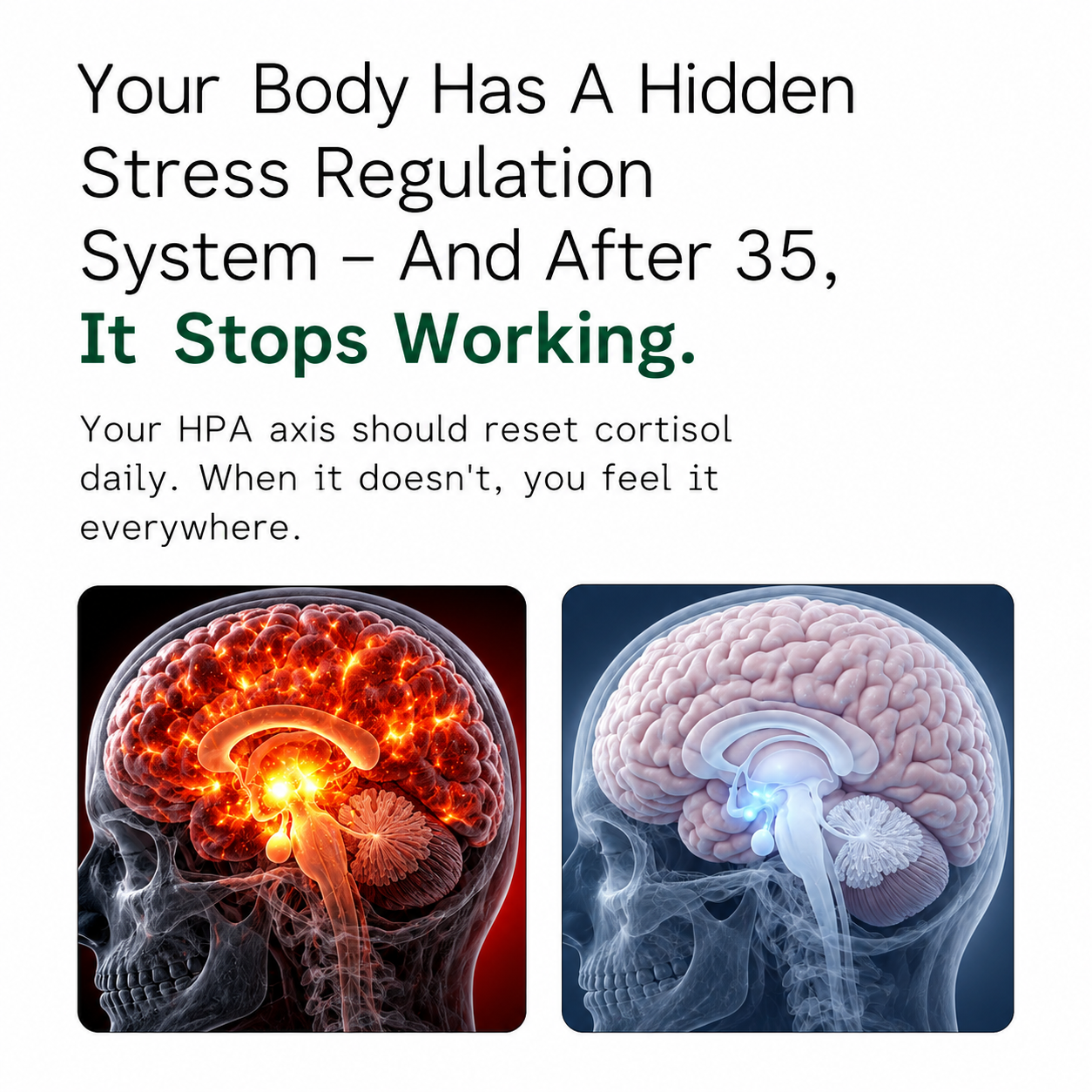 Rhodiola Rosea - Natural Adaptogen Made in USA